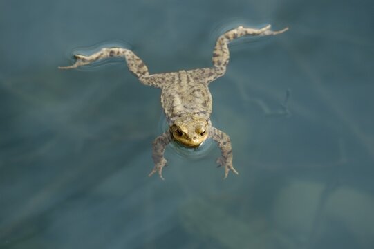 Common European toad ( Bufo bufo ) lying or swimming in water at pairing time