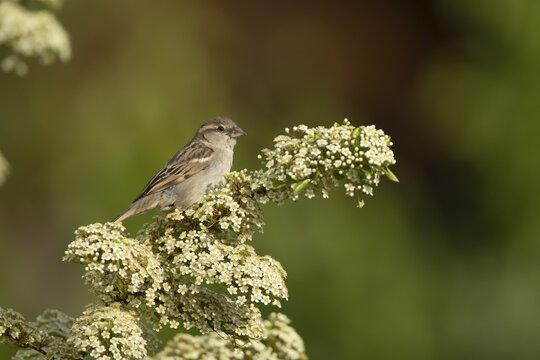 House sparrow (Passer domesticus) adult bird on a garden Pyracantha bush flowering in the summer, England, United Kingdom