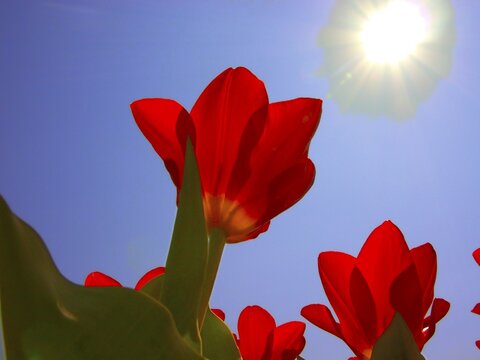 Tulip tulipa