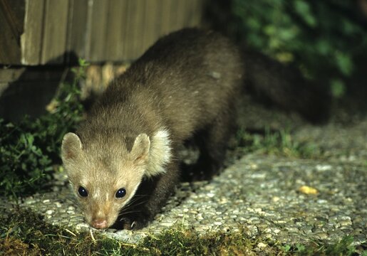Beech marten (Martes foina), marten
