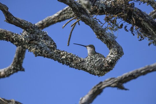 Glittering-bellied Emerald (Chlorostilbon lucidus) in its nest, female, Estancia El Socorro, near Colonia Carlos Pellegrini, Esteros del Iber&aacute;, Province of Corrientes, Argentina