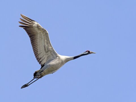 Common crane (Grus grus), flying, Upper Lusatia, Saxony, Germany