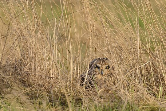 Short-eared owl (Asio flammeus), hidden in grass, Oldenburger M&uuml;nsterland, Goldenstedt, Lower Saxony, Germany
