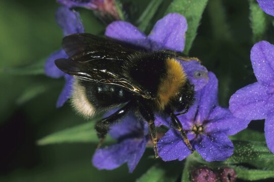 Vestal Cuckoo Bumblebee (Psithyrus vestalis or Bombus vestalis) species from the Hymenoptera order of bees