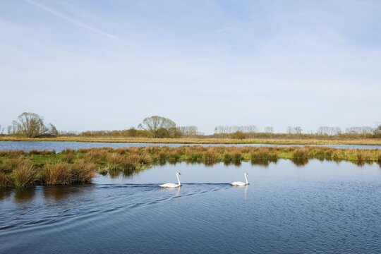 Mute swans (Cygnus olor) swimming in water, Dr&ouml;mling Nature Reserve, Lower Saxony, Germany