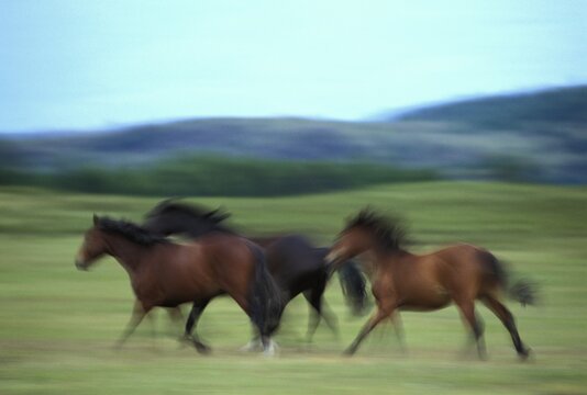Running Horses - Patagonia - Argentina