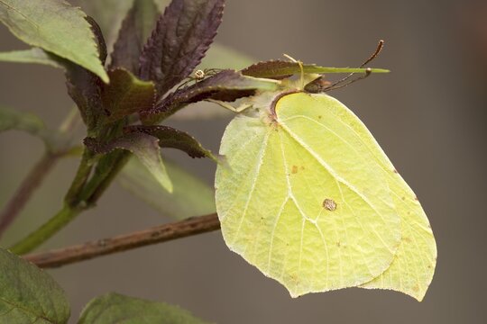 Brimstone (Gonepteryx rhamni), Bavarian Forest National Park, Bavaria, Germany