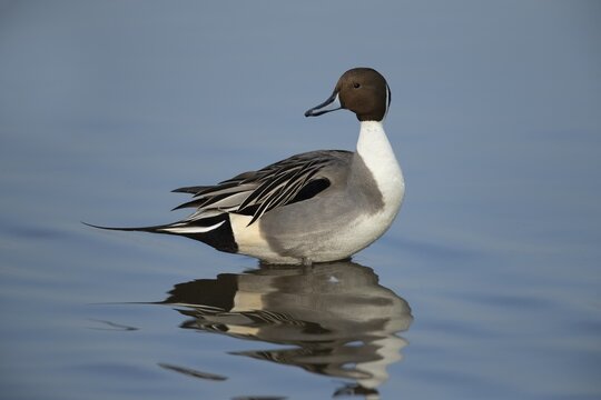 Northern pintail (Anas acuta) male standing in shallow water, Gloucestershire, England, United Kingdom