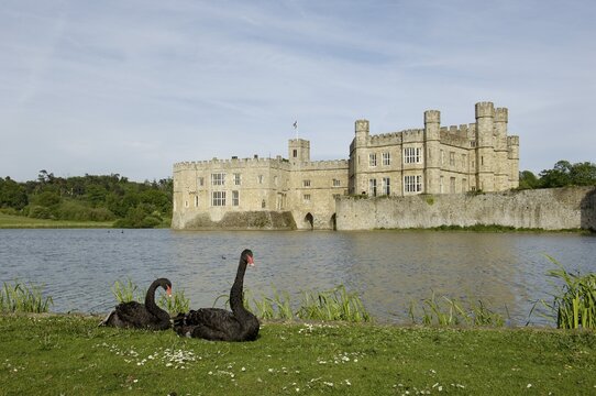 Black Swans Cygnus atratus Leeds Castle Kent England