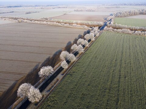 Drone shot, avenue with hoarfrost, Peine district, Lower Saxony, Germany