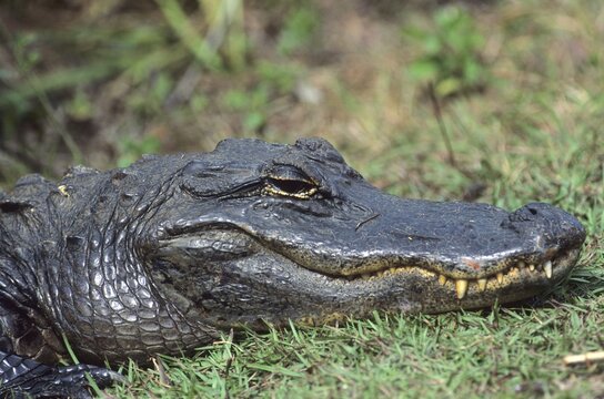 American alligator (Alligator mississippiensis) head portrait, side view, Everglades, Florida, USA