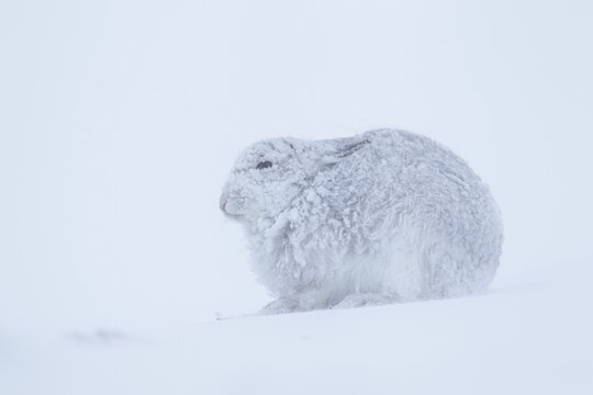 Mountain hare (Lepus timidus) adult animal in its winter coat on a snow covered mountain side, Cairngorm mountains, Scotland, United Kingdom