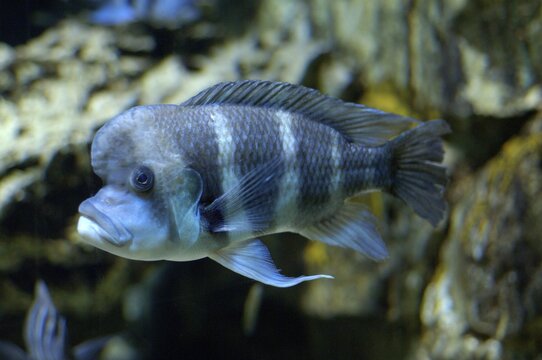 Cichlid cichloid Cyphotilapia frontosa Lake Tanganjika
