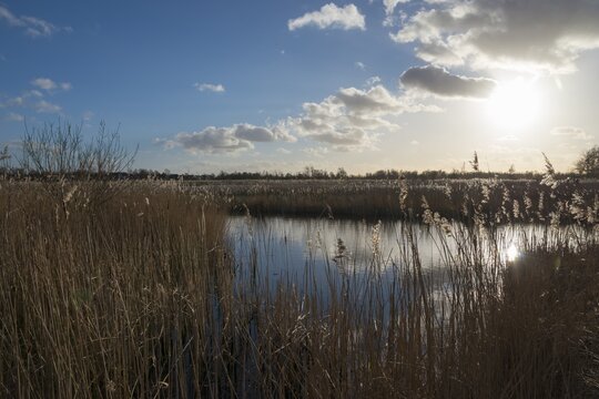 National Park De Alde Feanen, the old fen, Earnewald, Eernewoude, Friesland, Frysl&acirc;n, Netherlands