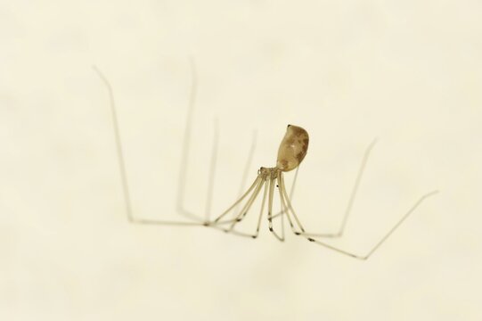 Long-legged cellar spider (Pholcus phalangioides), North Rhine-Westphalia, Germany