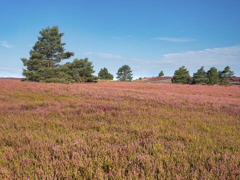 Typical heath landscape with flowering heather at Brunsberg, Lower Saxony, Germany