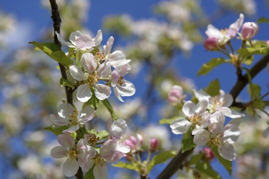 Flower of the European wild apple (Malus sylvestris), near Confrides, Province of Alicante, Costa Blanca, Spain