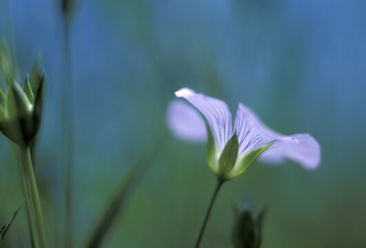 Flax Linum perenne
