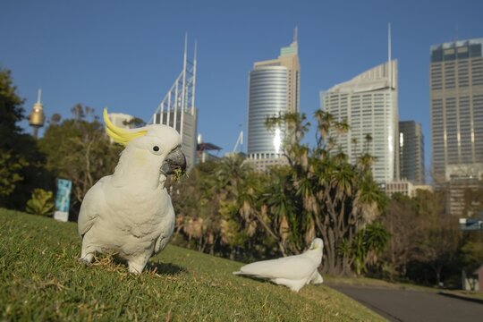 Sulphur-crested cockatoo (Cacatua galerita) adult birds feeding on grass, Royal Botanic Gardens, Sydney, New South Wales, Australia