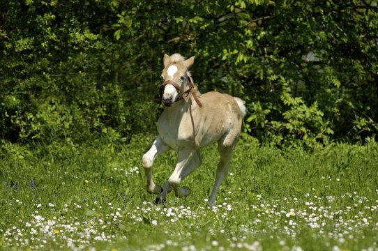 11 days old Haflinger foal rennt auf der Weide