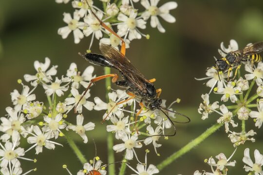 Pimpla rufipes (Pimpla instigator) on Ground elder (Aegopodium podagraria), Baden-W&uuml;rttemberg, Germany