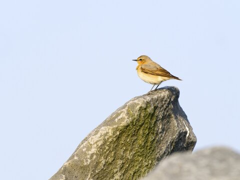 Northern wheatear (Oenanthe oenanthe), Island of Texel, Netherlands