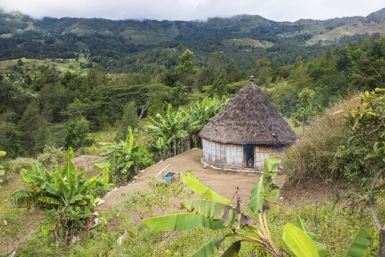 Traditional reed hut with banana plants around in the mountains of Maubisse, East Timor