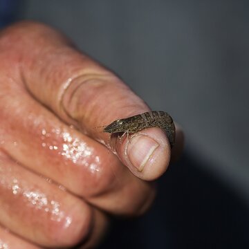 Brown shrimp (Crangon crangon), freshly caught on a finger, natural history, educational work in the Wadden Sea National Park, Sylt, Germany