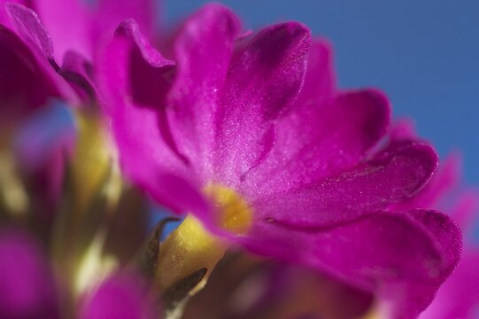 Primrose primula