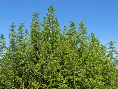 Sweet annie (Artemisia annua) Medicinal herbs and wild herbs in the garden