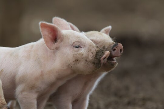 Pig (Sus domesticus) two juvenile piglets playing in a farm field, Suffolk, England, United Kingdom