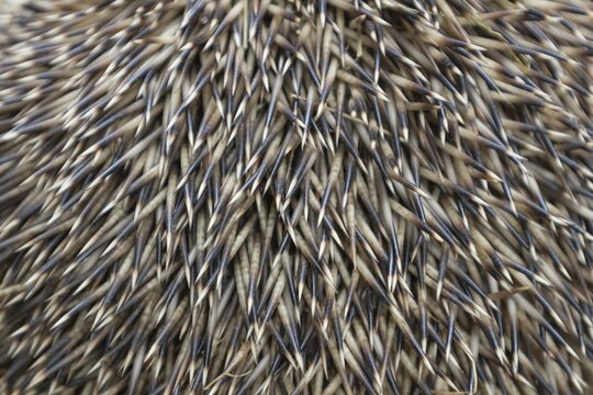 European hedgehog (Erinaceus europaeus) adult animal close up of its spines, Suffolk, England, United Kingdom