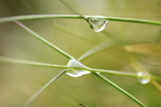 Water drops at grass