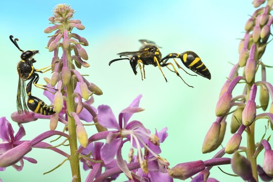 Pill wasp (Eumenes pedunculatus) on the flower of the blooming sally (Epilobium angustifolium), Germany