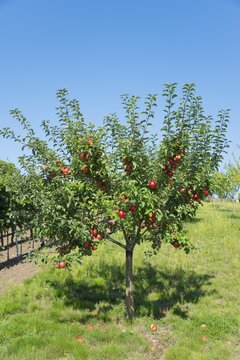 Apple tree with red apples, Bukovany, Kyjov, South Moravian Region, Czech Republic