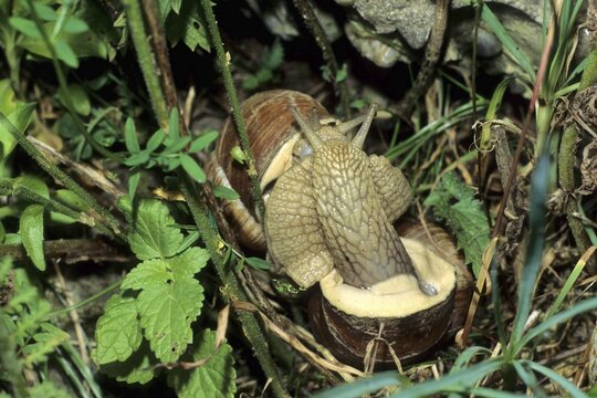 Vineyard snail (Helix pomatia) mating, Allg&auml;u, Bavaria, Germany