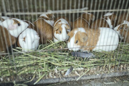 Cuys, giant guinea pigs (Cavia porcellus), in a cage at the market of Huancayo, Peru