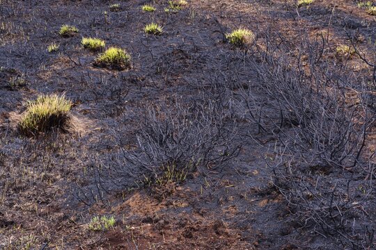 Moor fire, Moor, Fire, Goldenstedt, Lower Saxony, Germany