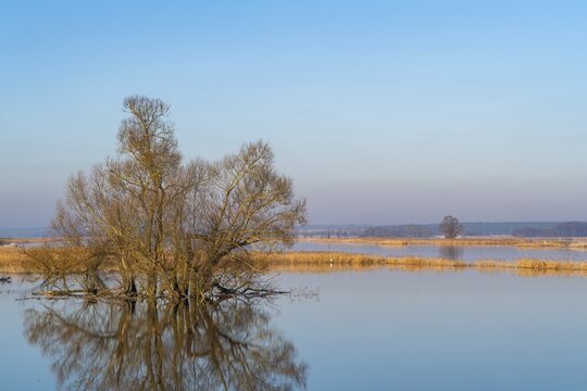 Winter floods, trees and flooded meadows in the floodplains along the river Oder, Gro&szlig; Neuendorf, Oderbruch, Brandenburg, Germany