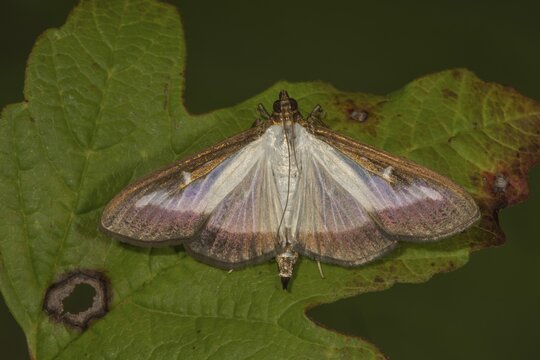 Box tree moth (Cydalima perspectalis) on a leaf, Baden-W&uuml;rttemberg, Germany