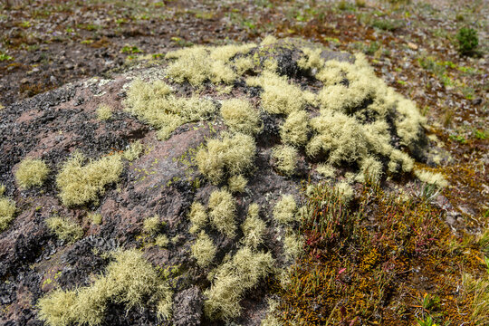Detail of fruticose lichens on volcanic rock in the Andean paramo
