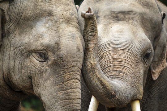 Two Asian elephant (Elephas maximus), animal portrait, Germany