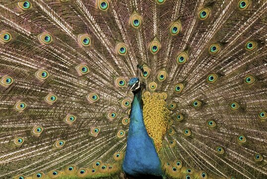 Peacock (Pavo), Strass im Zillertal, Tyrol, Austria, Europe