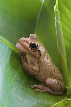 Cuban Tree Frog (Osteopilus septentrionalis), Schwaz, Tyrol, Austria, Europe