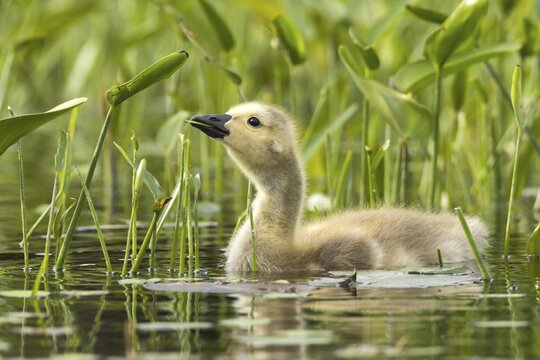 Canada goose (branta canadensis), baby eating leaves of pickerel weeds (pontederia cordata), La Mauricie national park, province of Quebec, Canada,