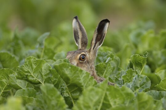 Brown hare (Lepus europaeus) adult animal in a farmland sugar beet field in the summer, Suffolk, England United Kingdom