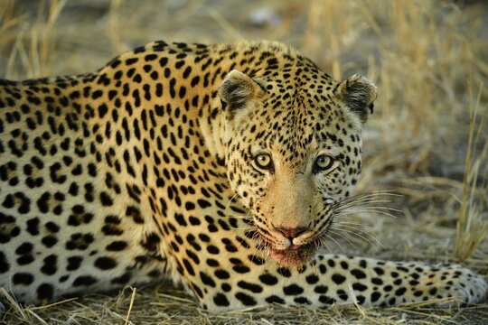 Leopard (Panthera Pardus) lying, with bloody mouth, Namibia
