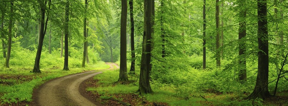 Hiking trail through green beech forest to the Heilige Hallen, natural forest reserve in the Feldberger Seenlandschaft nature park Park, Mecklenburg-Western Pomerania, Germany