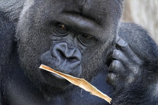 Western western gorilla (Gorilla gorilla) silverback, animal portrait, captive