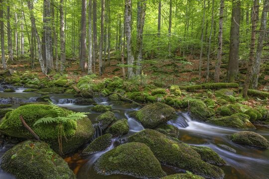 Kleine Ohe, natural forest stream in the Bavarian Forest National Park, Bavaria, Germany